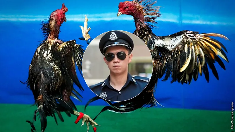 Malaysian authorities seize 81 fighting cocks in gambling raid